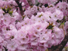 桜花爛漫／写真０１　クリックするとフォトギャラリーへ
