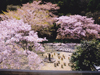 桜花爛漫／写真０３　クリックするとフォトギャラリーへ