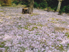 桜花爛漫／写真０４　クリックするとフォトギャラリーへ