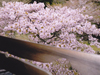 桜花爛漫／写真０５　クリックするとフォトギャラリーへ