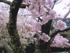 桜花爛漫／写真０６　クリックするとフォトギャラリーへ
