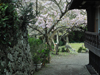 桜花爛漫／写真０７　クリックするとフォトギャラリーへ