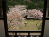 桜花爛漫／写真０９　クリックするとフォトギャラリーへ