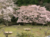 桜花爛漫／写真１０　クリックするとフォトギャラリーへ