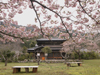 桜花爛漫／写真１１　クリックするとフォトギャラリーへ