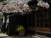 桜花爛漫／写真１２　クリックするとフォトギャラリーへ