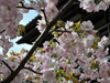 桜花爛漫／写真１３　クリックするとフォトギャラリーへ
