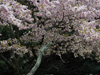桜花爛漫／写真１４　クリックするとフォトギャラリーへ
