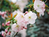 桜花爛漫／写真１６　クリックするとフォトギャラリーへ