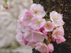 桜花爛漫／写真１７　クリックするとフォトギャラリーへ