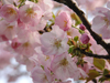 桜花爛漫／写真１８　クリックするとフォトギャラリーへ