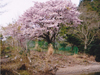 桜花爛漫／写真１９　クリックするとフォトギャラリーへ