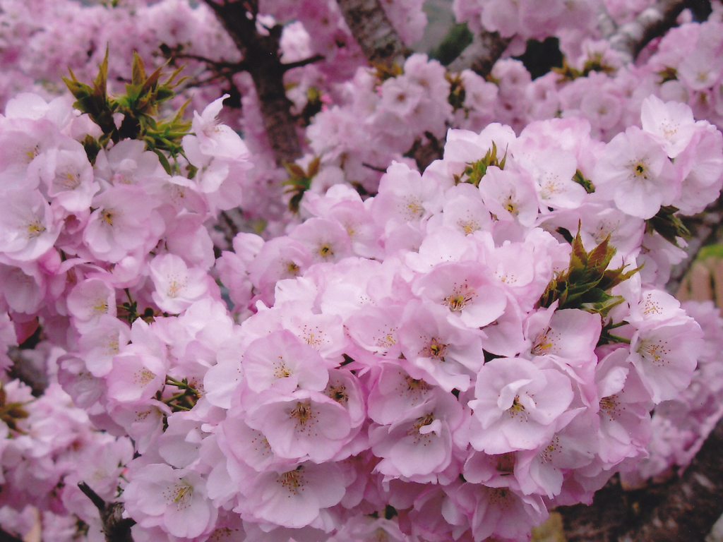 桜花爛漫／フォトギャラリー