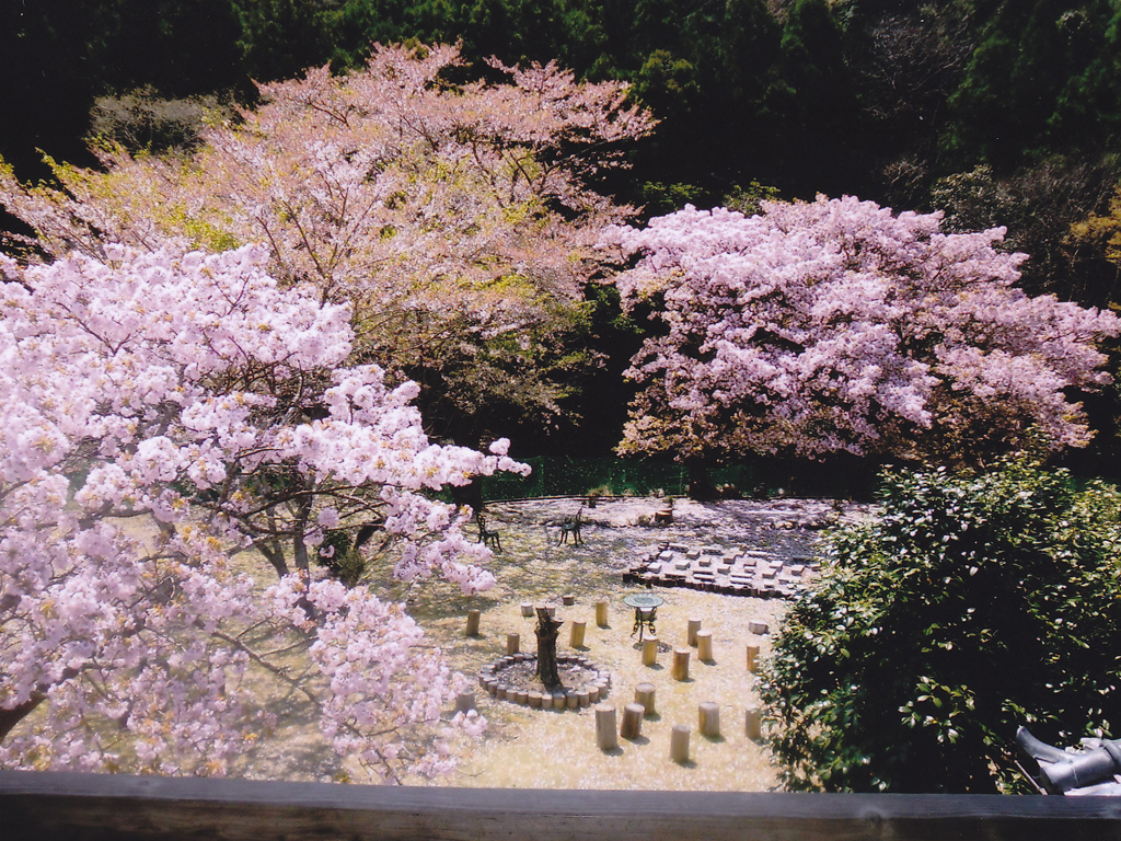 桜花爛漫／フォトギャラリー