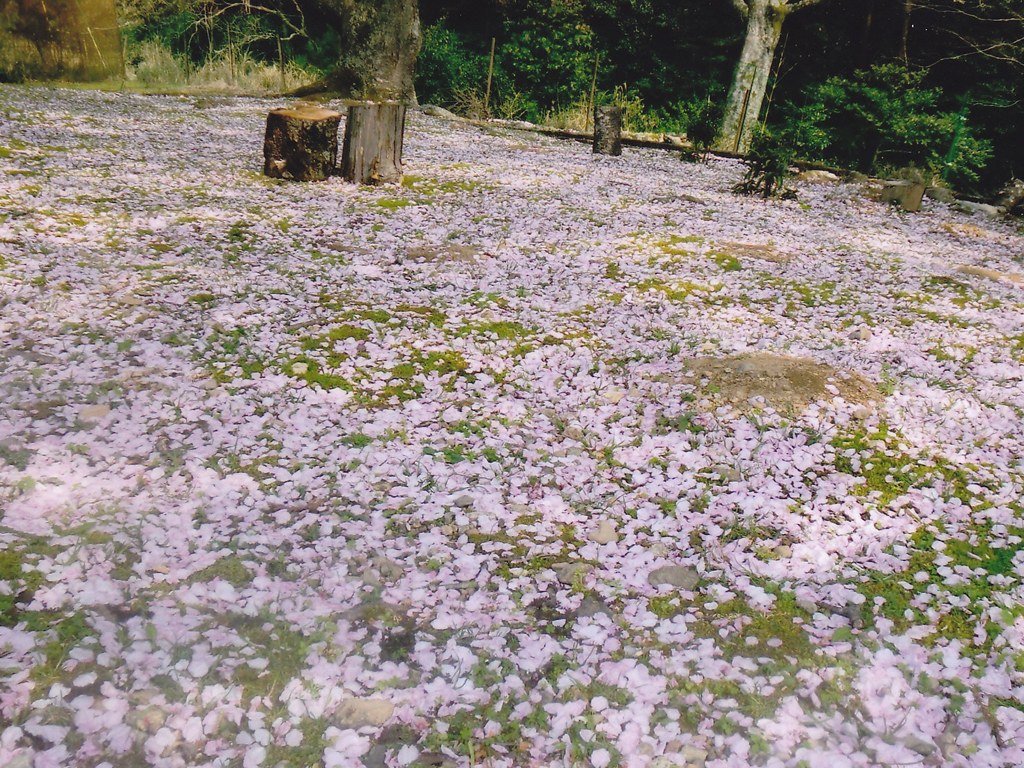 桜花爛漫／フォトギャラリー