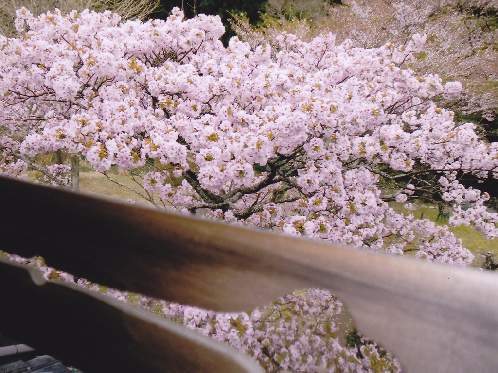 桜花爛漫／フォトギャラリー