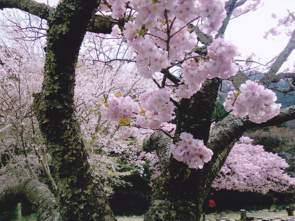 桜花爛漫／フォトギャラリー