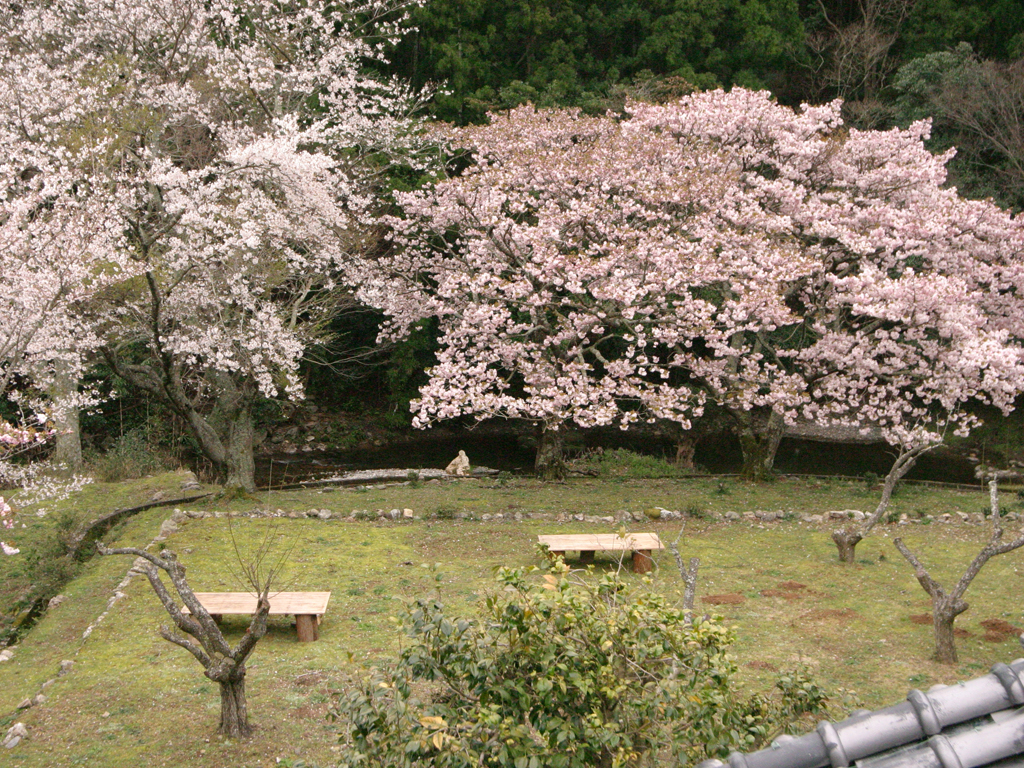 桜花爛漫／フォトギャラリー