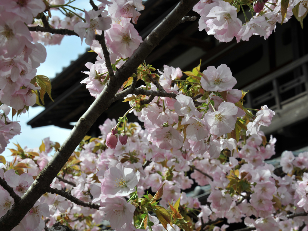桜花爛漫／フォトギャラリー