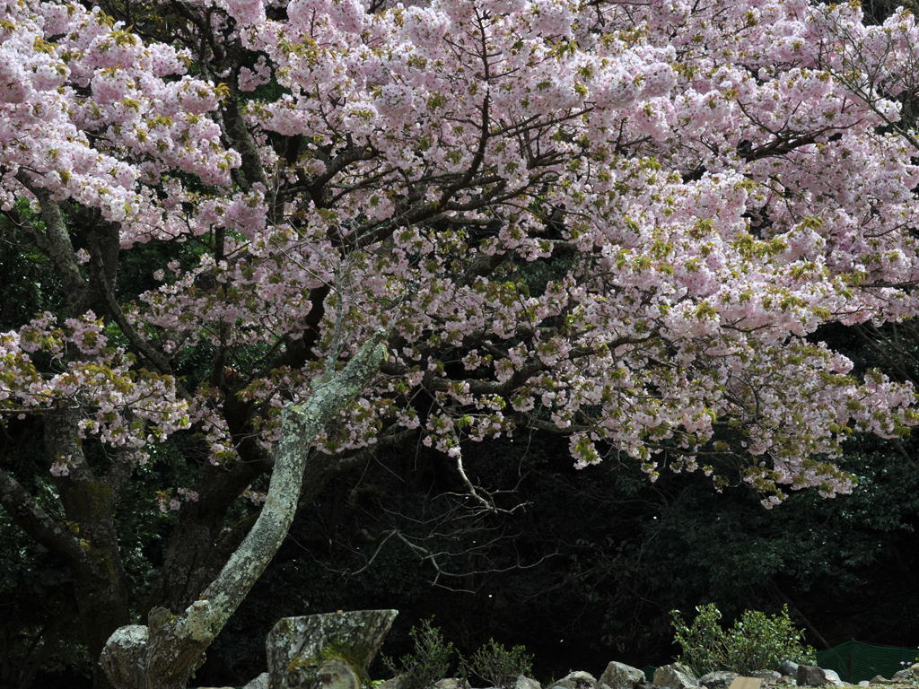 桜花爛漫／フォトギャラリー
