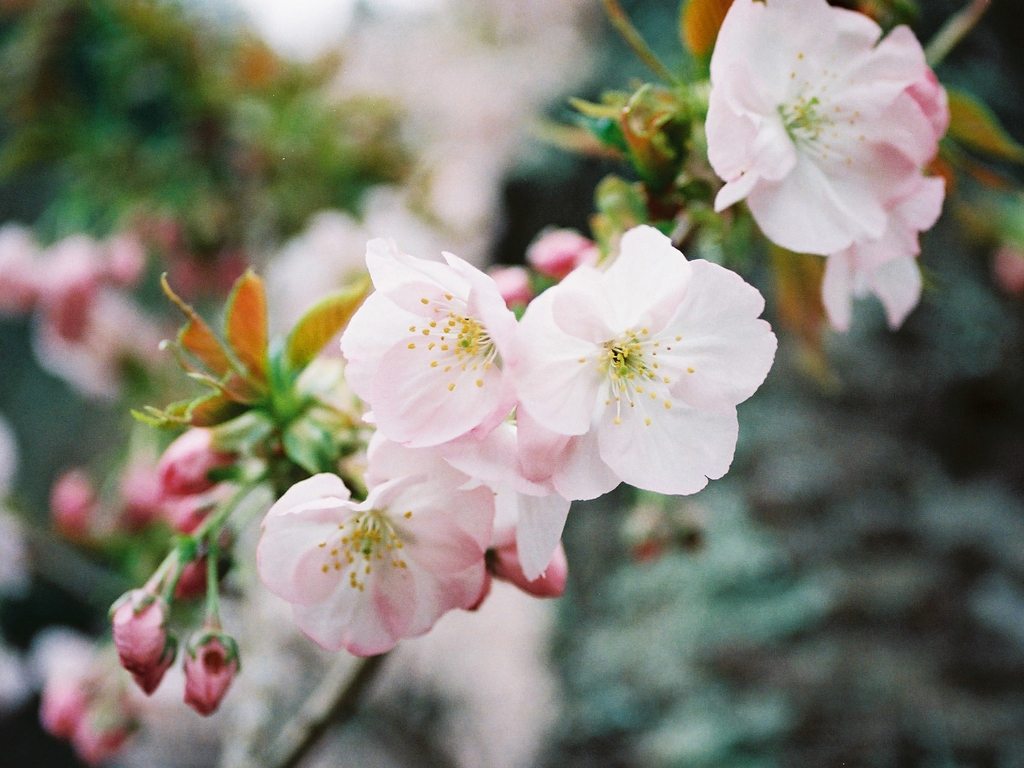 桜花爛漫／フォトギャラリー