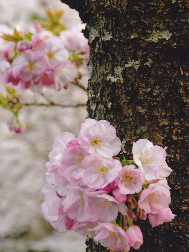 桜花爛漫／フォトギャラリー