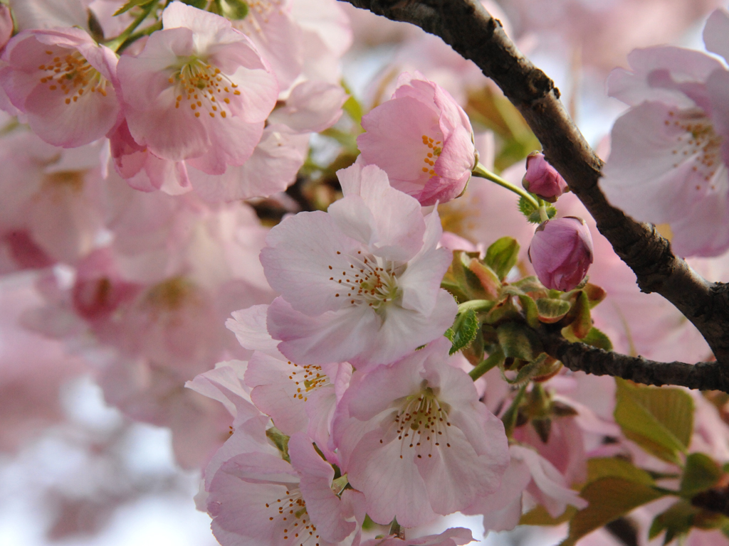 桜花爛漫／フォトギャラリー