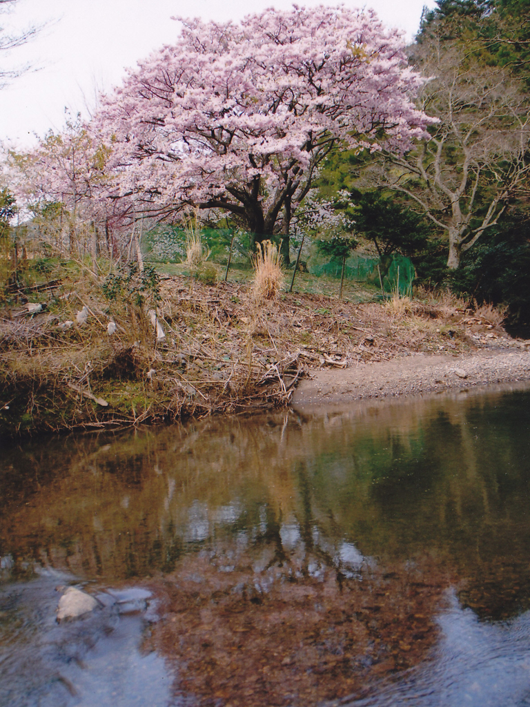 桜花爛漫／フォトギャラリー