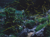 幽玄の世界／写真０１　クリックするとフォトギャラリーへ