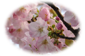 横輪桜 横輪桜