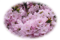 横輪桜 横輪桜